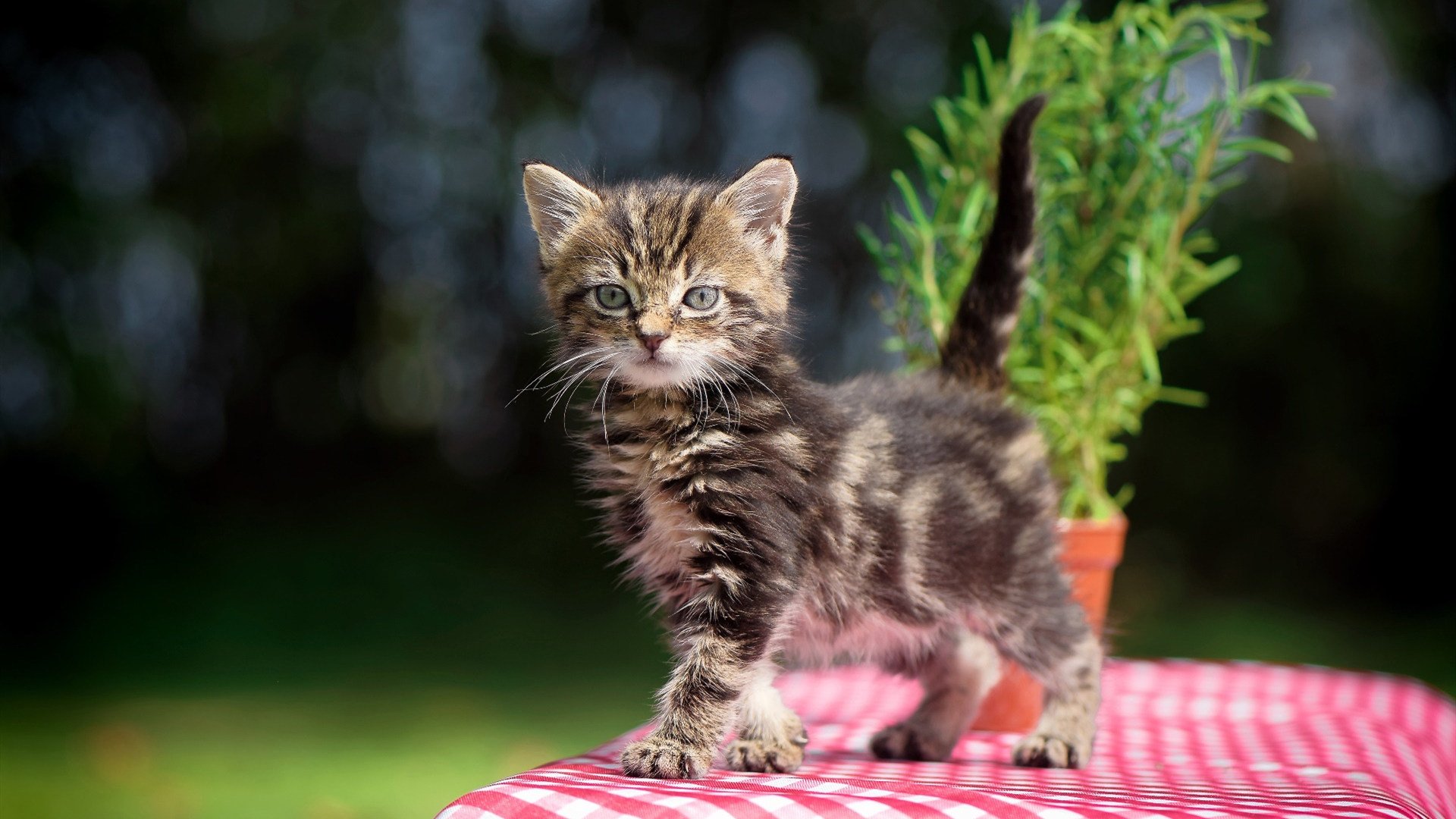 中国足球产业积极布局低碳绿色发展，打造“绿茵行业”新标杆，足球产业规模