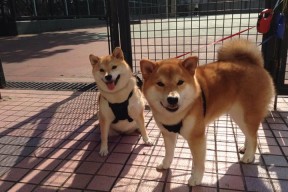 AYX GAMING-山野泥地摩托赛，泥泞中追寻速度的极致快感，泥地极限摩托破解版