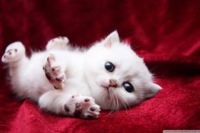 爱游戏app下载-德甲焦点战，教练总结比赛亮点，德甲榜首大战