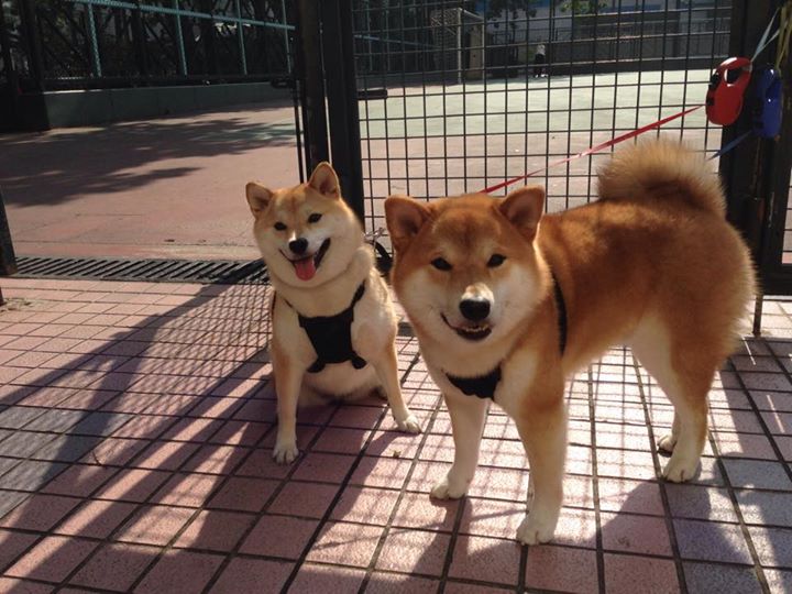山野泥地摩托赛，泥泞中追寻速度的极致快感，泥地极限摩托破解版